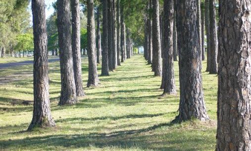 Se viene la segunda etapa del proceso de forestación en campos previsto por la ley provincial