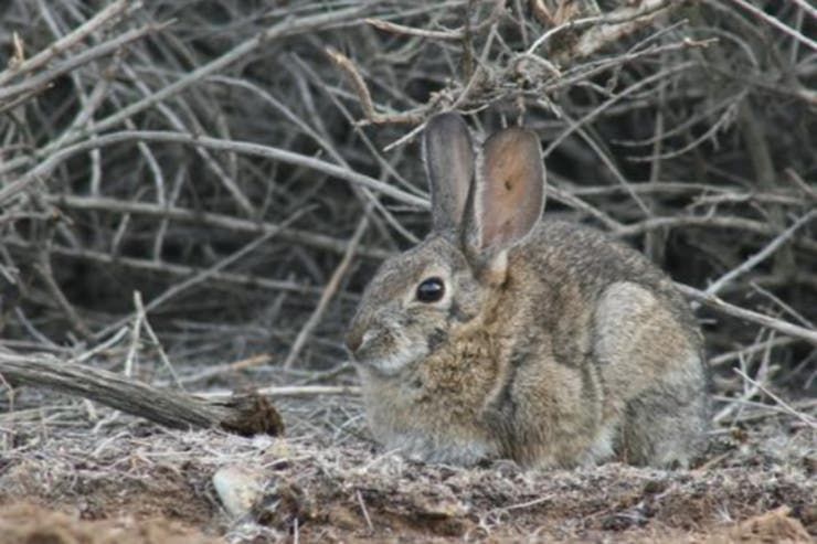 Ushuaia: científicos erradicarán conejos silvestres con gas fosfina
