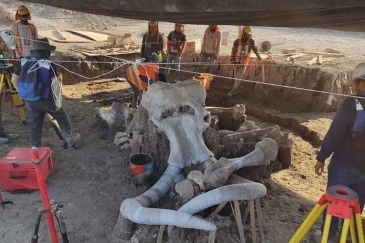 México: encuentran restos de más de 60 mamuts en un aeropuerto