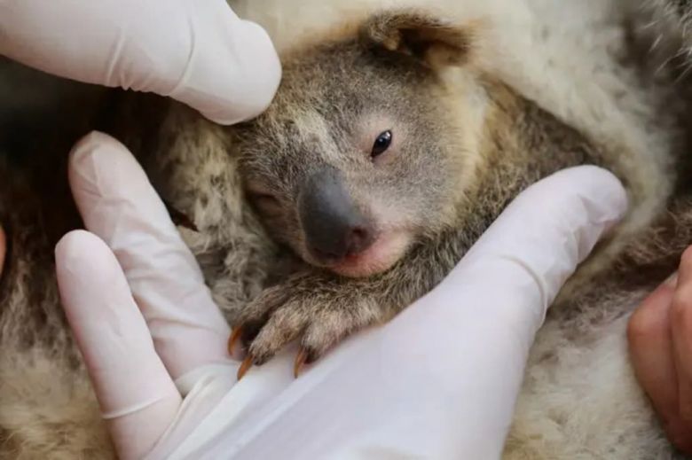 Nació el primer bebé koala en Australia después de los incendios forestales