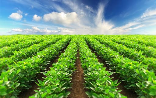 Una medida del BCRA frenó la venta de insumos al agro y CRA habla de la “extremaunción” del campo