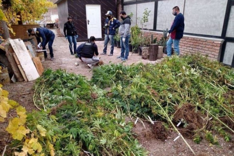 Encuentran una plantación de marihuana en la casa del hijo de un sindicalista de Luz y Fuerza de Chubut