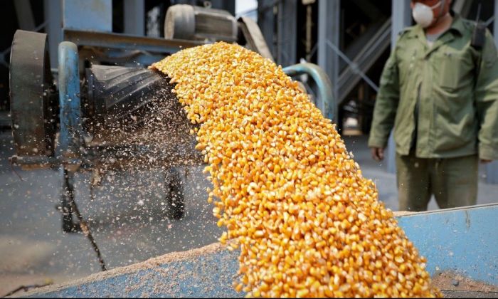 La oportunidad de vender maíz a precios impensados en las últimas semanas
