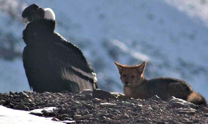 Un regalo de la naturaleza en el Aconcagua: un cóndor y un zorro compartieron un momento extraordinario sobre el cerro