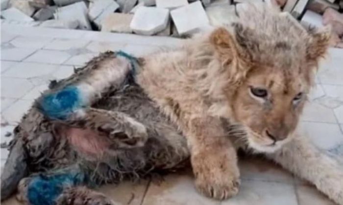 Atrocidad: rescatan a Simba, un león al que le quebraron las patas para que se quedara quieto en las fotos con turistas