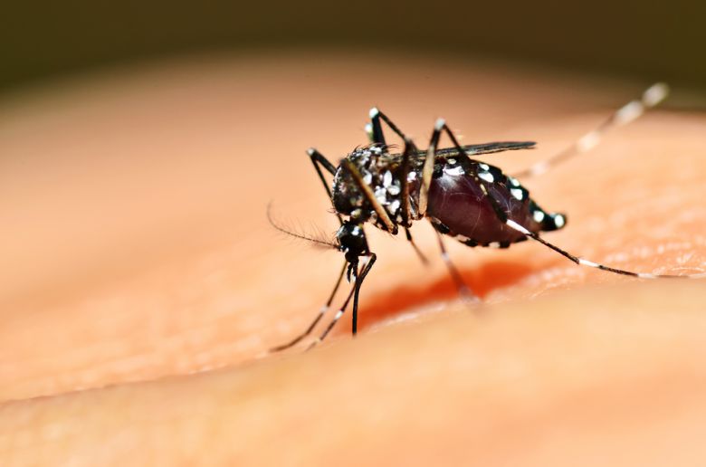Dengue: tras una nueva semana sin casos, cierran el periodo de brote