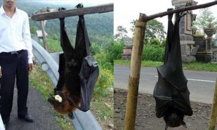 Diadema, el murciélago gigante que vive en Filipinas