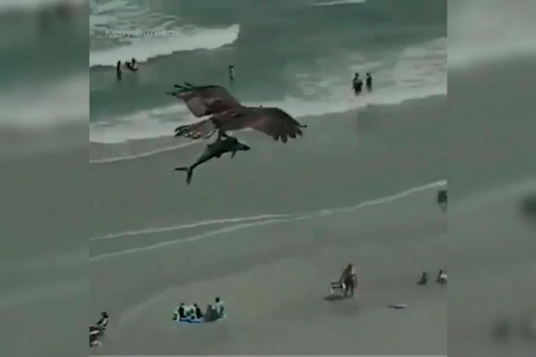 Un águila atrapó con sus garras un tiburón y se lo llevó volando