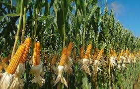 La importancia de ponerle precio al maíz que aún no se sembró 