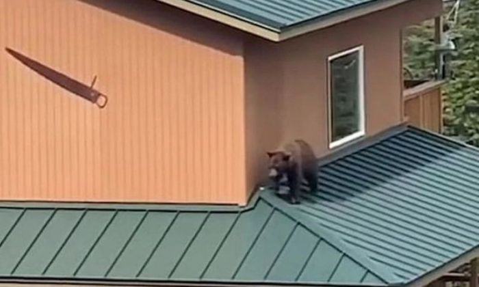 ¿Quién anda ahí? El oso que camina por los techos e intenta entrar a una casa