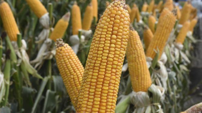 La provincia de Córdoba es el sexto productor mundial de maíz y Río Cuarto es fuerte con su aporte