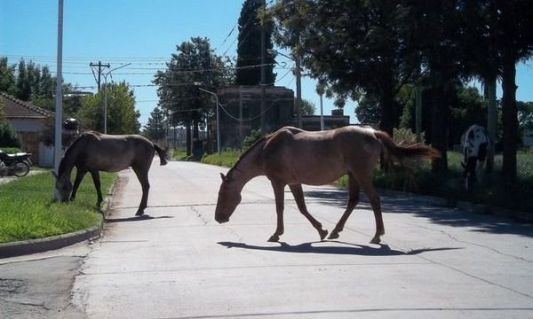 Se concretó una tanda de 22 adopciones de equinos rescatados en la vía pública