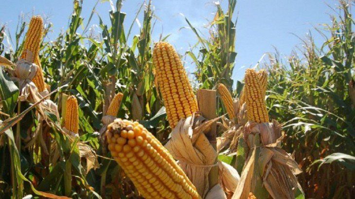 Expectativa por estimaciones de rendimiento del maíz en Estados Unidos