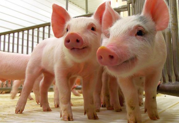 Argentina viene creciendo en exportaciones de carne porcina
