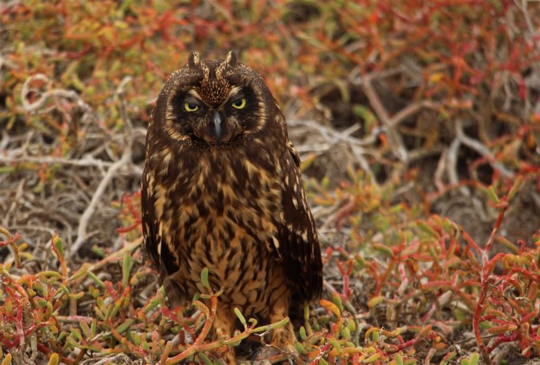 Galapagos short-eared owl
