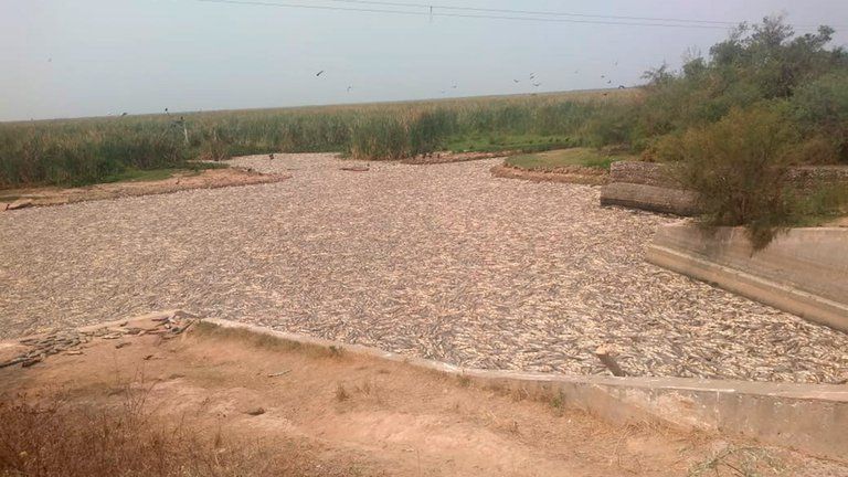 Miles de peces muertos: impactantes imágenes de la sequía y el cierre de compuertas en Formosa