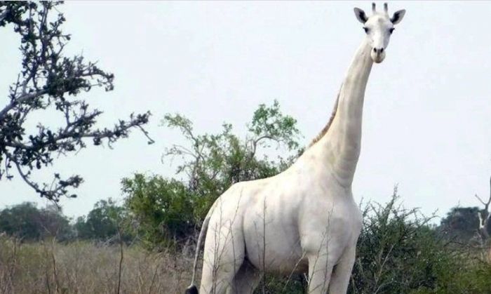¿Habías visto una jirafa blanca? 