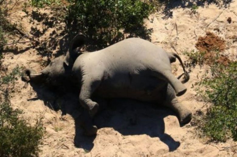 Botswana: resuelven el enigma detrás de la muerte de más de 300 elefantes