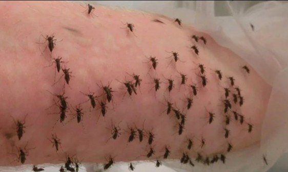 El científico que a diario se ofrece de alimento a 5.000 mosquitos
