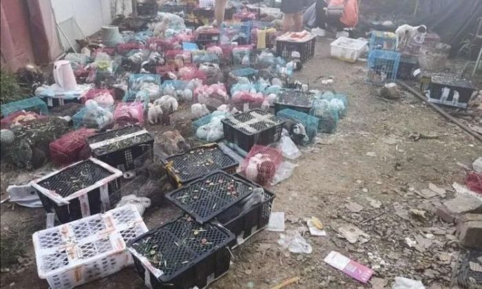 Encontraron 4.000 mascotas muertas y embaladas en un depósito de China