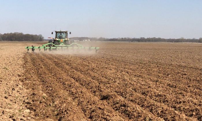 La sequía hacer caer la proyección de siembra de maíz en la región