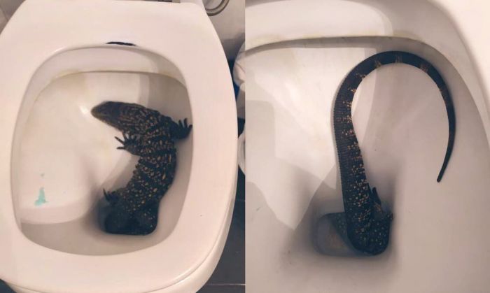 Fue al baño en la madrugada y encontró un enorme lagarto en su inodoro