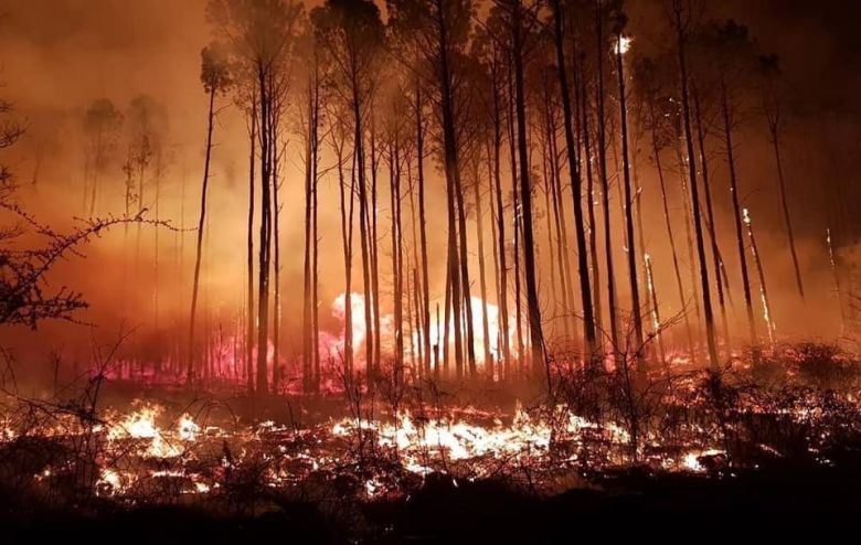 “El bosque quemado tarda cerca de 30 años en volver a recuperarse plenamente”
