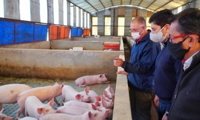 En la Provincia hay 13 mil productores de cerdos mayoritariamente chicos y la vigilancia sanitaria “es exhaustiva”