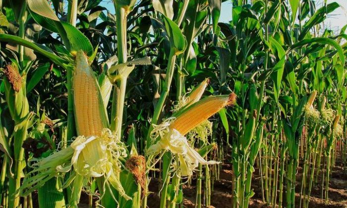 El Gobierno suspendió las exportaciones de maíz y hay incertidumbre entre los productores