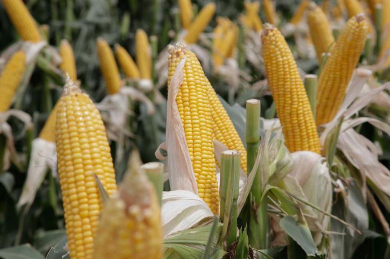 Suspensión de las exportaciones de maíz: “se pegan un tiro en el pie”