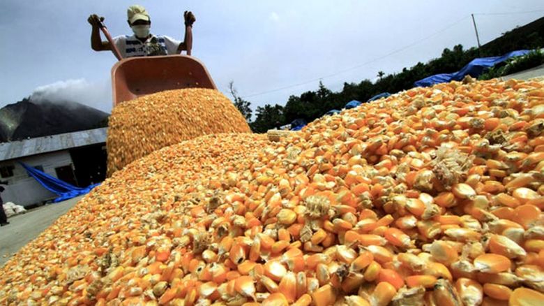 “El restablecimiento de las exportaciones de maíz fue una decisión impulsada por sectores de la cadena avícola”