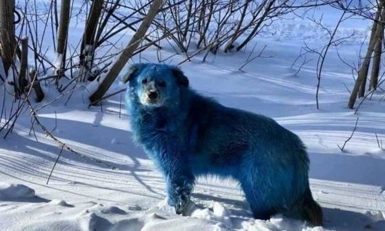 Misterio por la aparición de unos extraños perros de color azul brillante