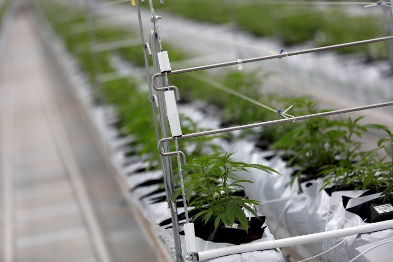 La ANMAT permitirá la importación de productos con derivados del cannabis: quiénes podrán acceder