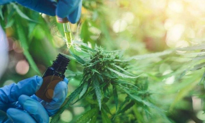 El Presidente anunció que promoverá el cannabis medicinal e industrial