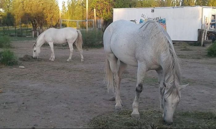 Sin escrúpulos: se robaron dos caballos con los que realizaban equinoterapia a niños con discapacidad