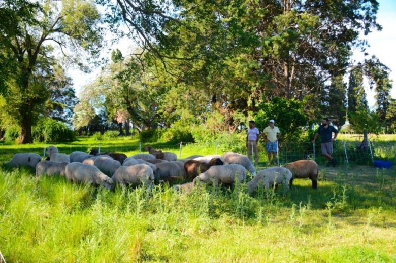 Agroecología: en 4 hectáreas y con un sistema de pastoreo regenerativo realizan ovinos, huevos y un pensionado equino