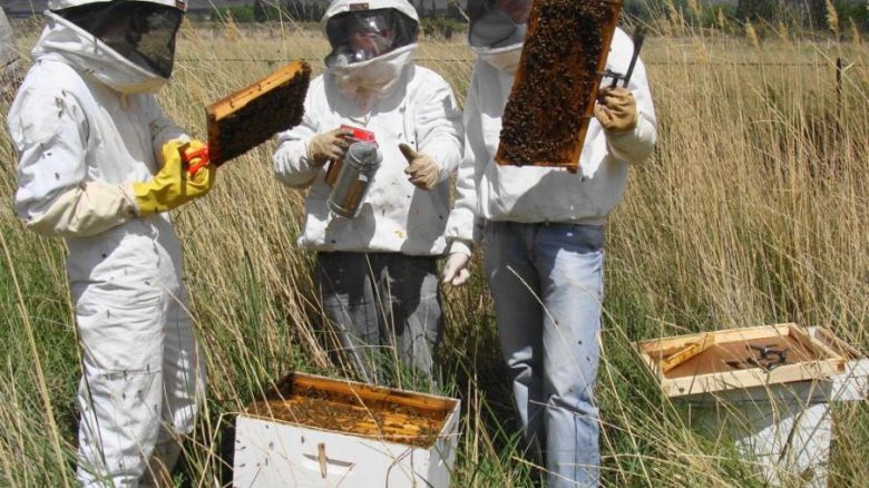 Las exportaciones de miel fueron muy buenas en 2020, para 2021 esperan mermas superiores a un 10 %