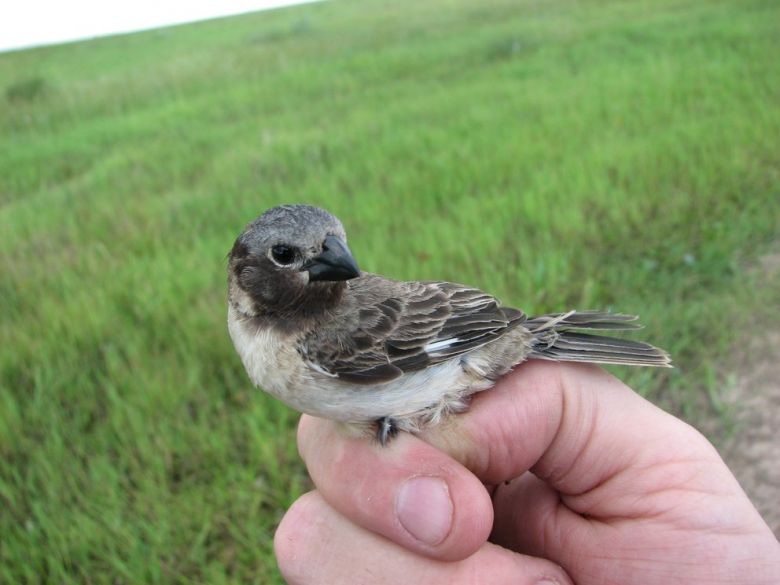 Por qué un pájaro de los Esteros del Iberá despertó la atención de la ciencia mundial
