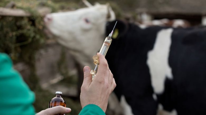 Un buen uso de antibióticos en bovinos es el resultado de la buena salud animal y rentabilidad