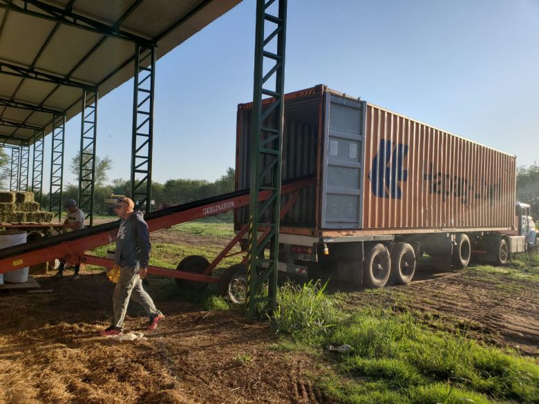 Una empresa familiar de Río Cuarto compacta fardos de alfalfa y exportan a Uruguay y Aruba