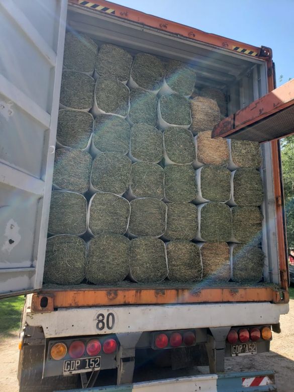 Una empresa familiar de Río Cuarto compacta fardos de alfalfa y exportan a Uruguay y Aruba
