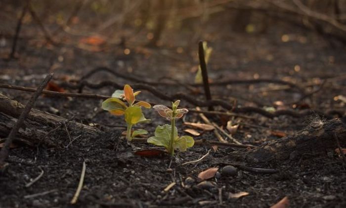 Día de la Tierra: en las sierras del sur la naturaleza revive tras devastadores incendios