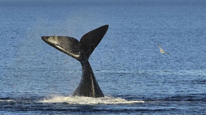 Llegaron los primeros ejemplares de ballenas a los golfos de Península Valdés
