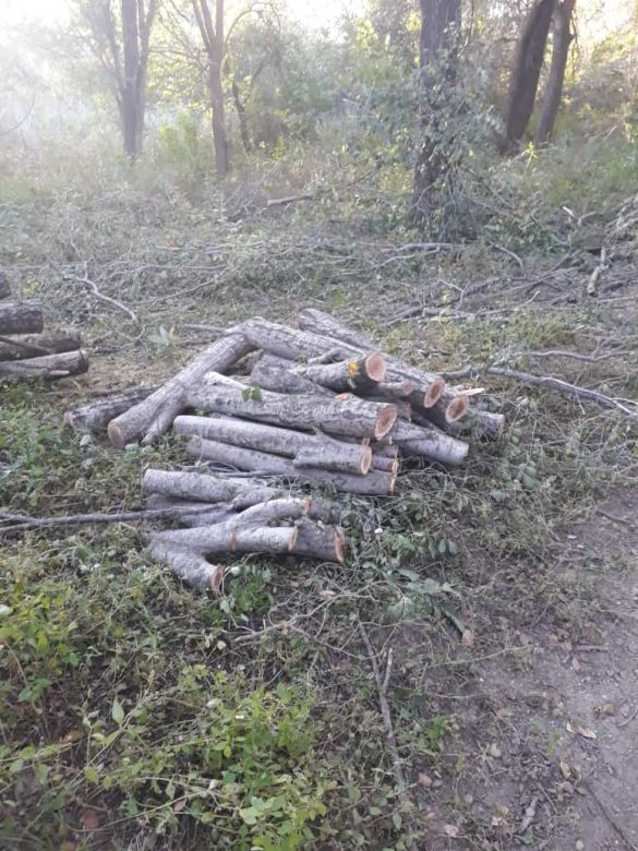  Malestar de vecinos por tala de árboles y captura de fauna autóctona en la reserva Chocancharava