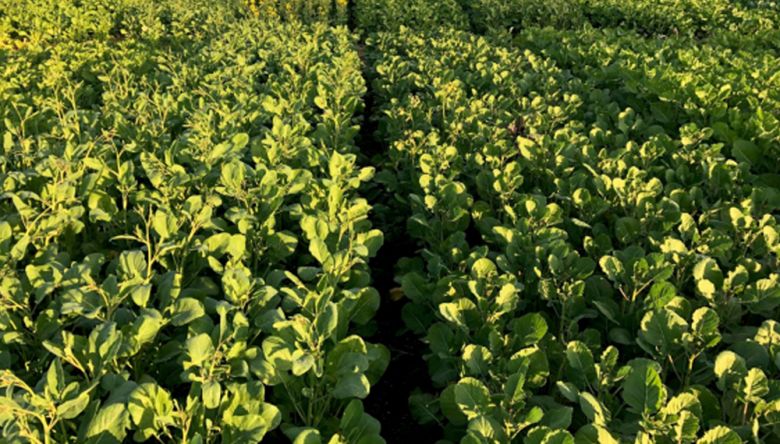 Brassica Carinata: El cultivo originado de forma sustentable en Córdoba y que se utiliza en la aviación