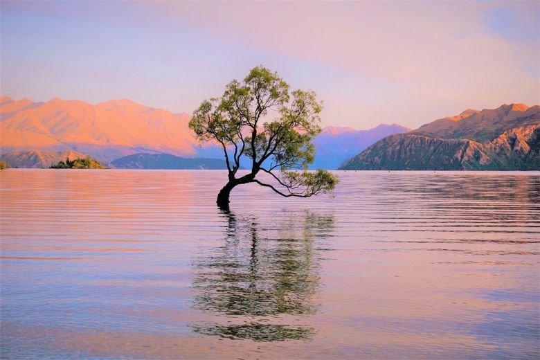 El árbol más famoso de Nueva Zelanda