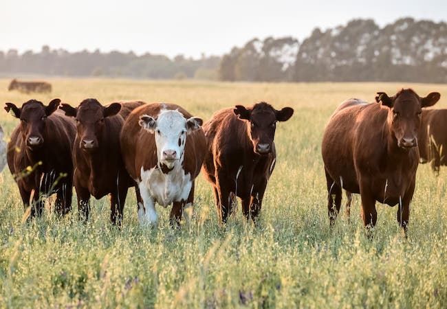 Tonello: “Van a cortar las exportaciones de vacas y novillos pesados, que no es lo consumimos”