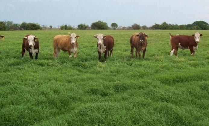 Se intensifica la siembra de pasturas en Córdoba. “La ganadería es fundamental en este proceso”, dijo Pablo Cattani