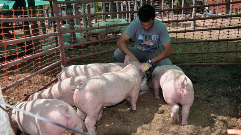 Pequeños productores porcinos se encuentran en una situación complicada por el precio de los insumos