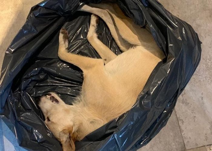 Indignación por la muerte de un perro a causa de una patada de un hombre